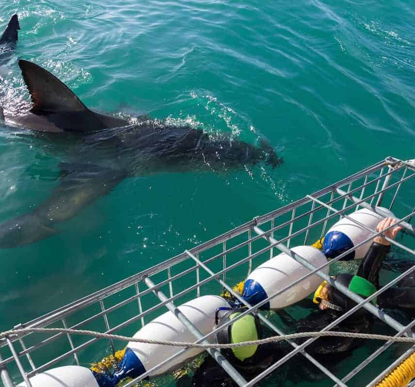 Metal Cage in the Water witha Great White Shark swimming next to it