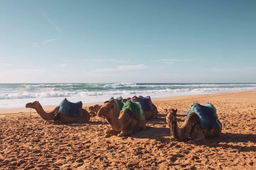 Camels sitting on the beach in front of the ocean on Cable Beach, WA