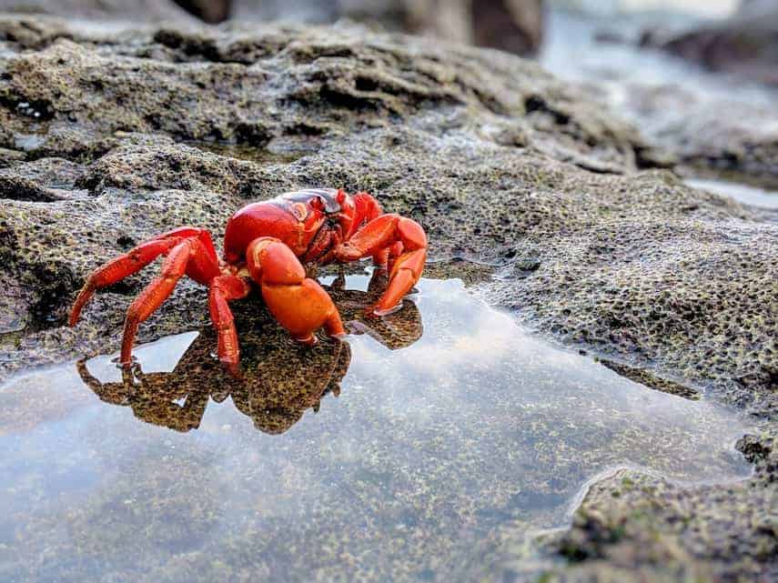 Christmas Island Red Crab taking a Dip (c) MakeTimeToSeeTheWorld