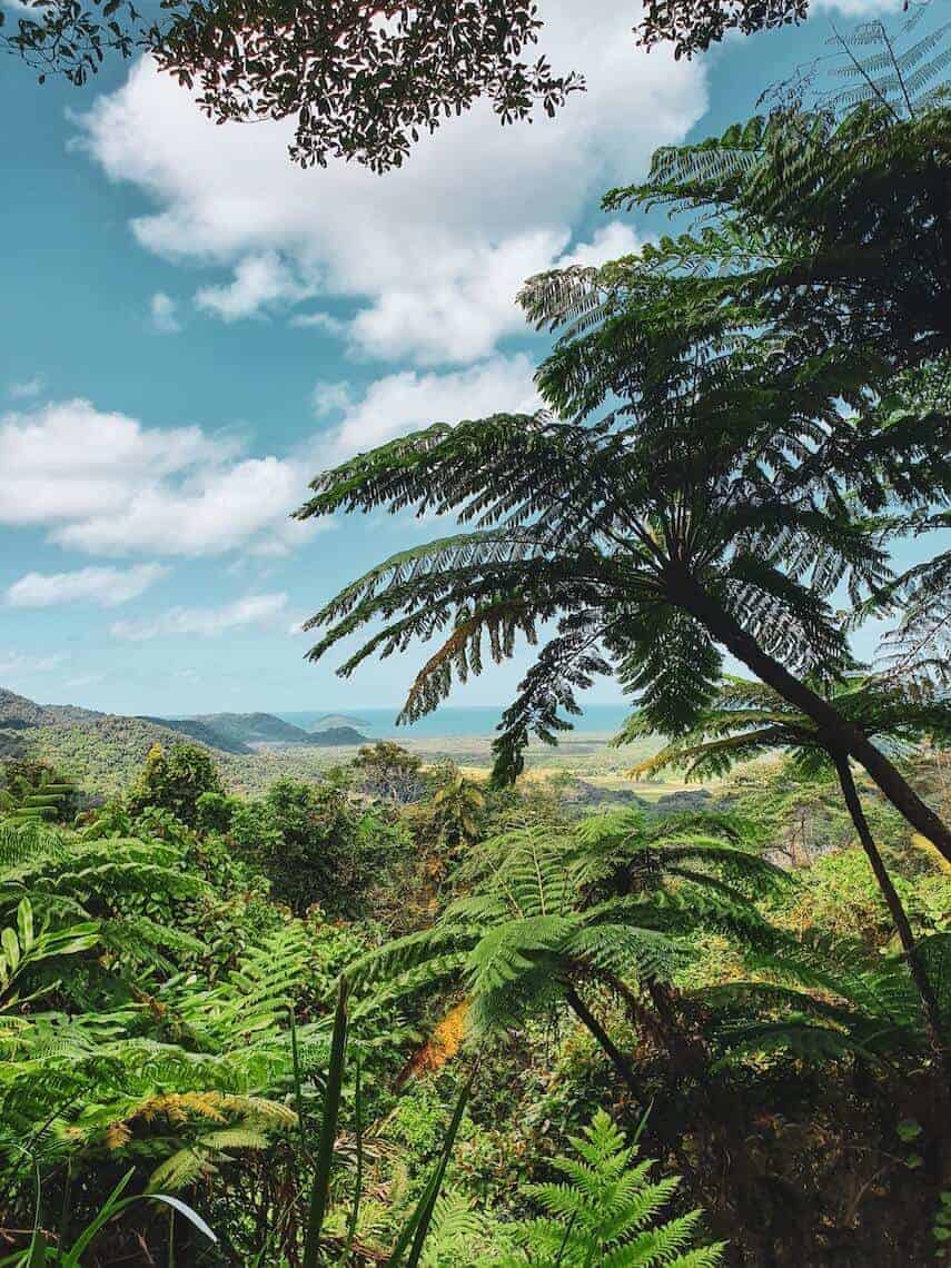 Treetop view above the Daintree Rainforest