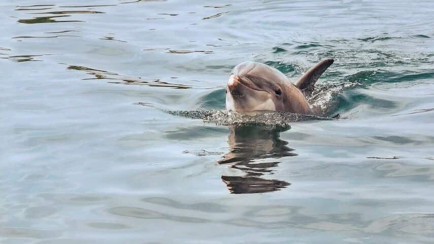 Dolphin in the water at Monkey Mia