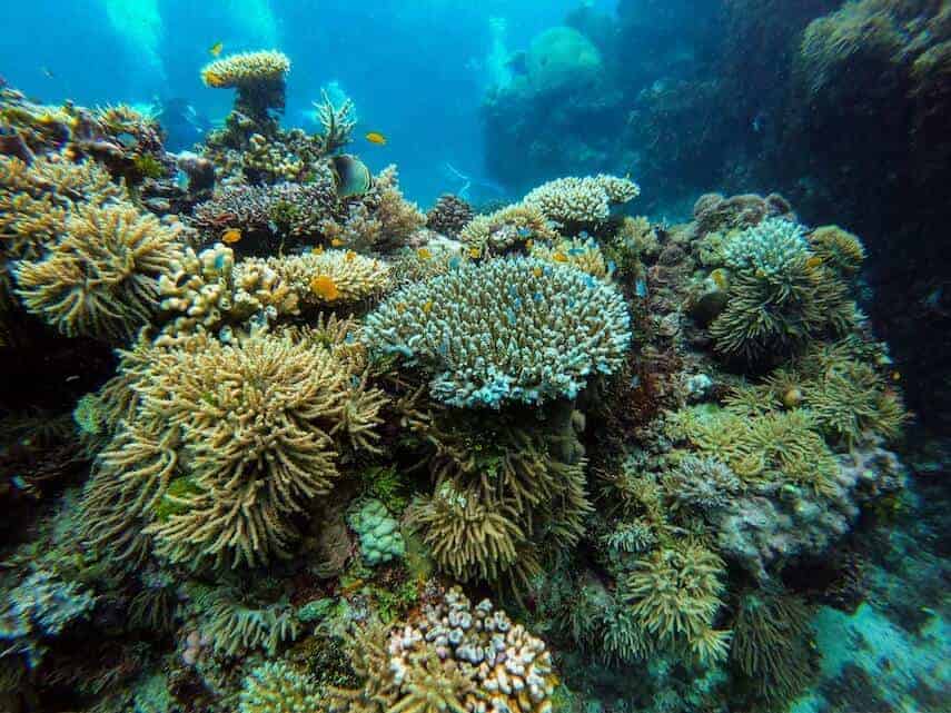 Coral and fish underwater at the Great Barrier Reef Queensland