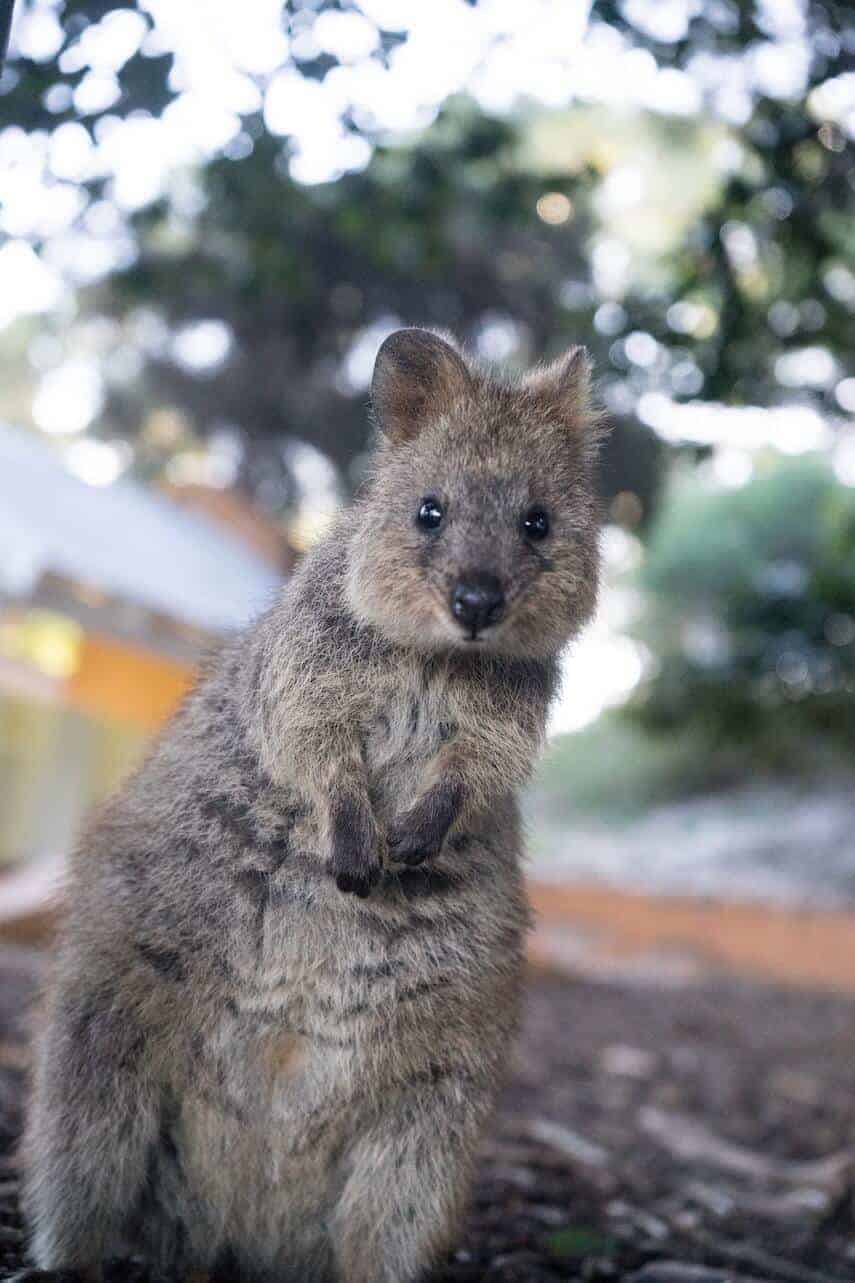 Quokka stood on his back legs looking inquisitively directly at the camera