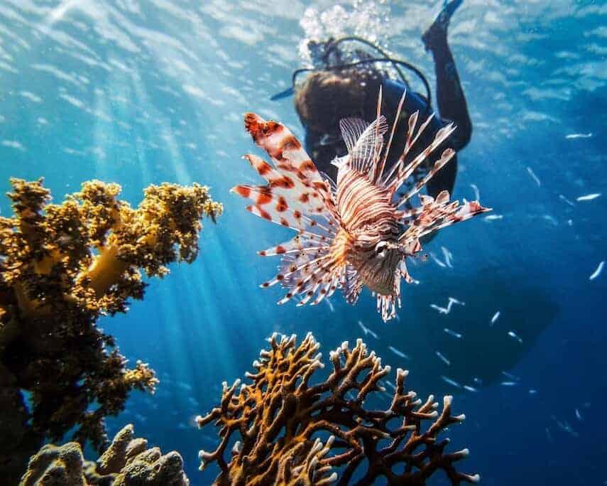 Scuba Diver behind a lion fish on The Great Barrier Reef