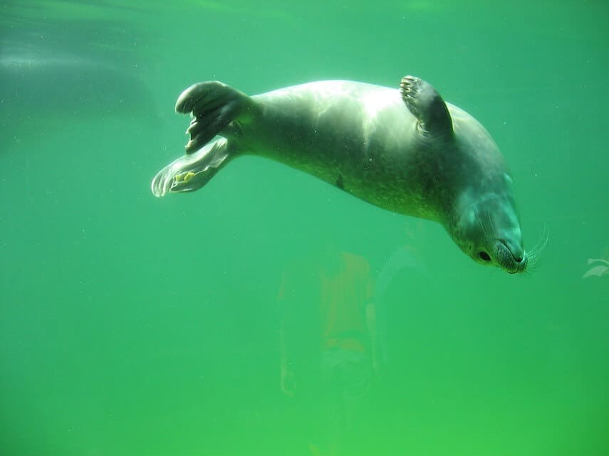 Seal swimming underwater