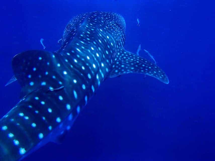 Whale shark swimming away at Ningaloo Reef