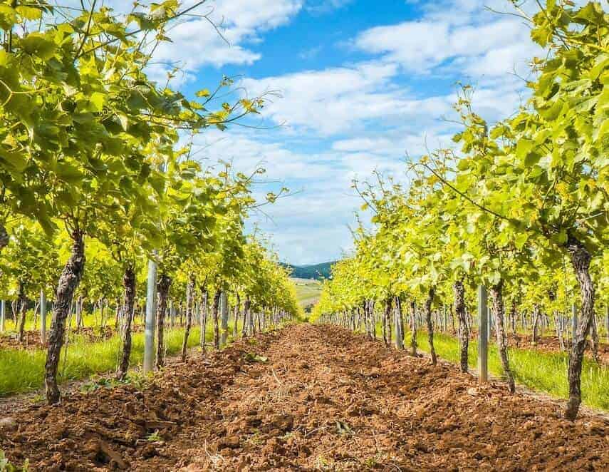 Looking between two rows of vines with a dirt track between them underneath a blue sky