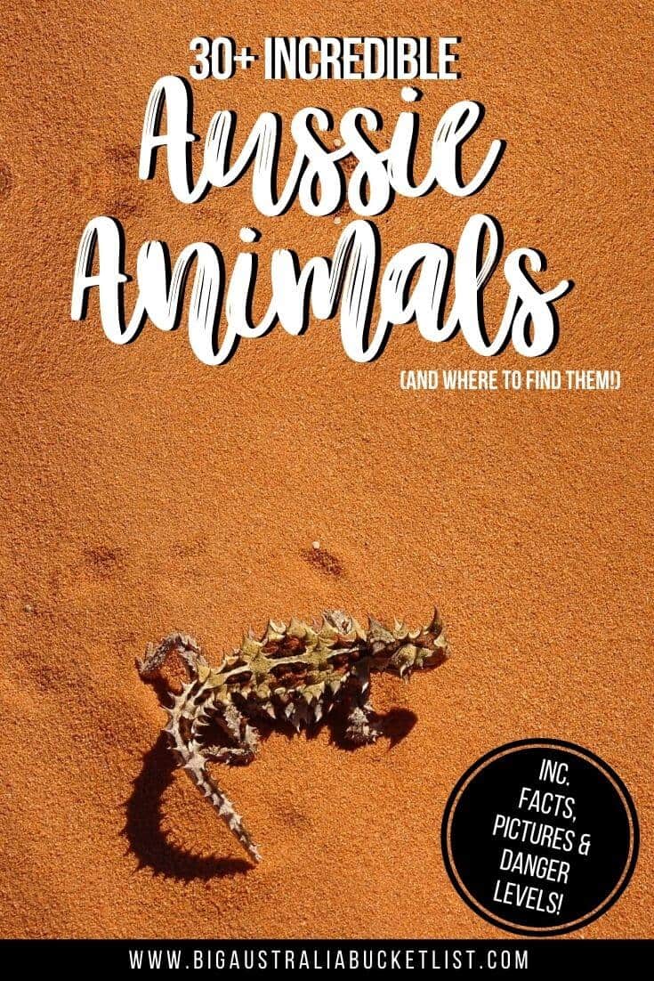 30+ Australian Animals Pin image of a thorny dragon lizard on orange outback sand with the title text overlay
