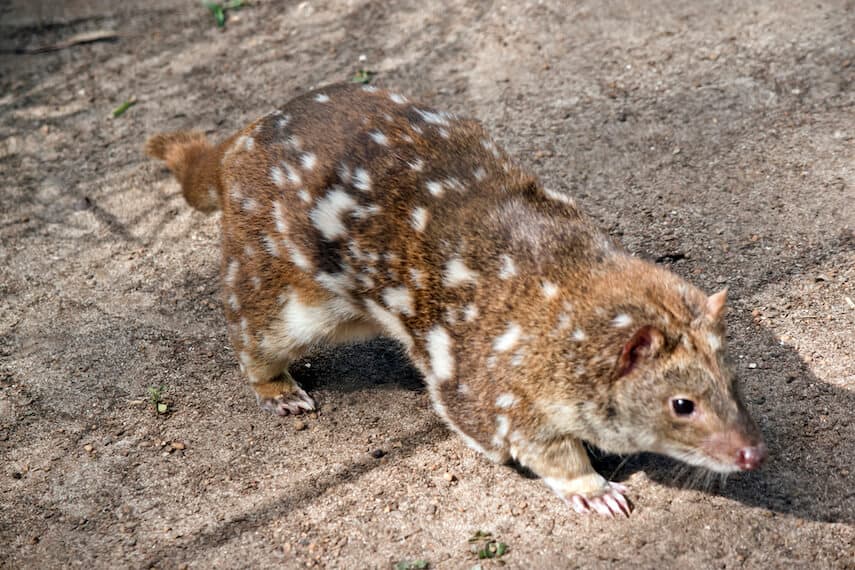 Cat like creature with brown fur white spots and a pink nose