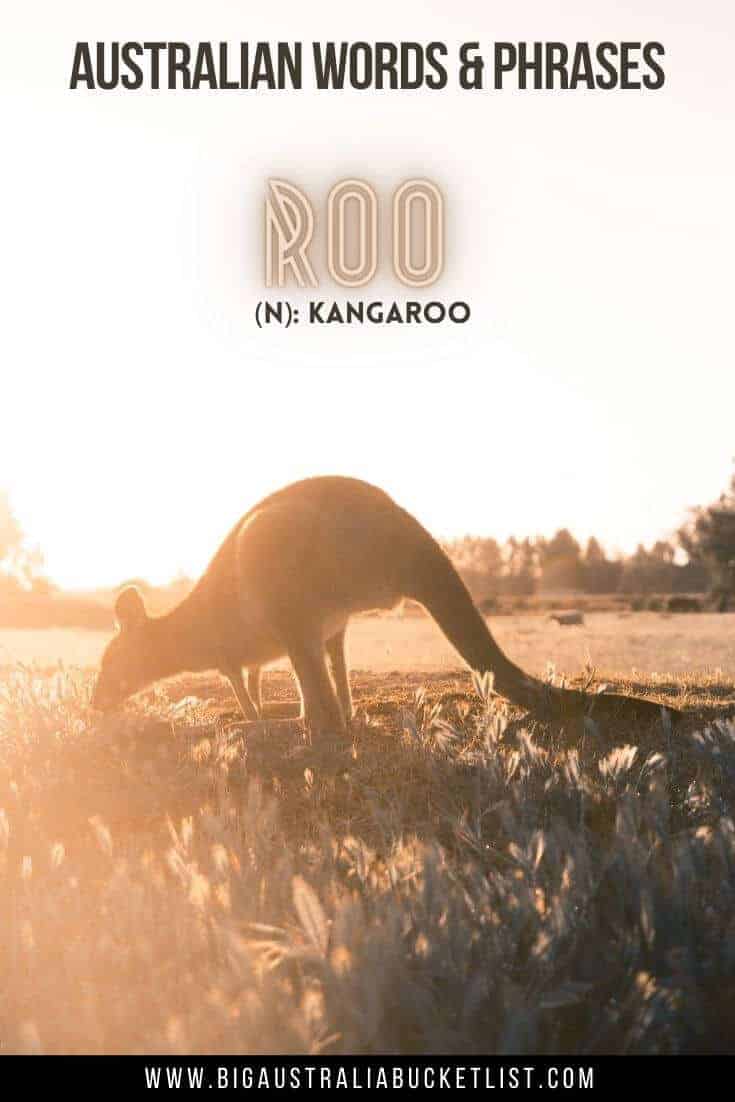 Australian Slang Phrases - Roo = Kangaroo (featuring a Kangaroo feeding on the grass at sunset with text overlay of the translation above)