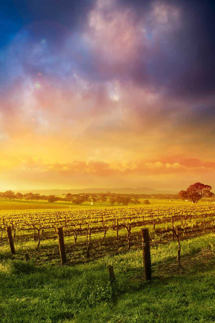 Vineyard in the Barossa Valley at sunrise
