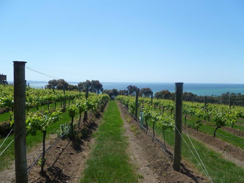 Vines of a vineyard with the ocean in the background on the Bellarine Peninsula, Victoria Travel Guide