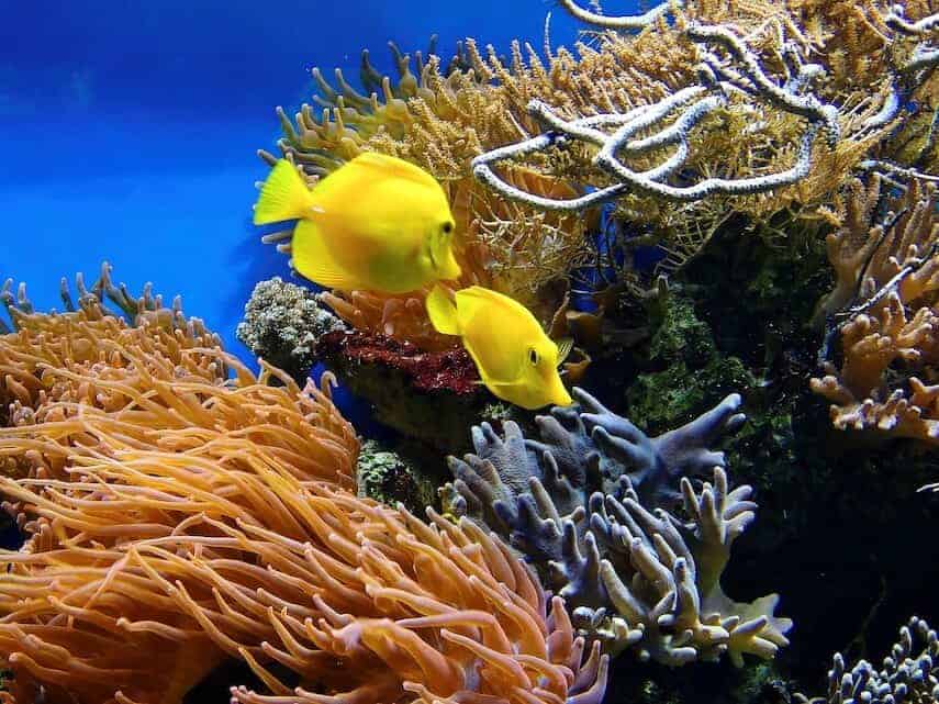 Two bright yellow fish swimming on a coral reef