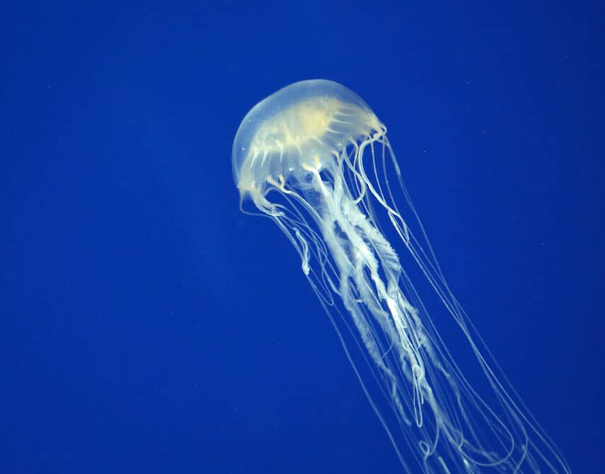 White/Neon Blue box jellyfish in a dark blue ocean