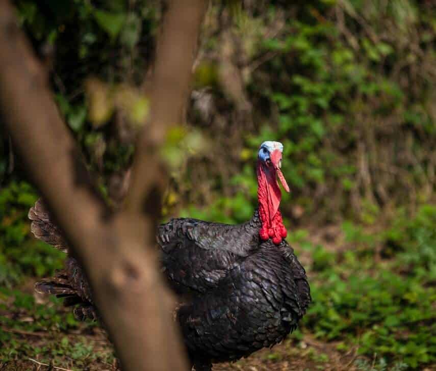 Buch turkey with long red neck and black feathers in the forest