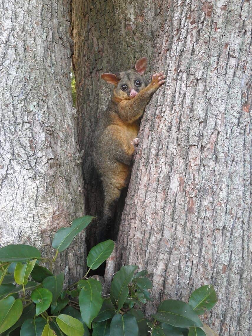 Bushy tailed possum clinging onto a tree