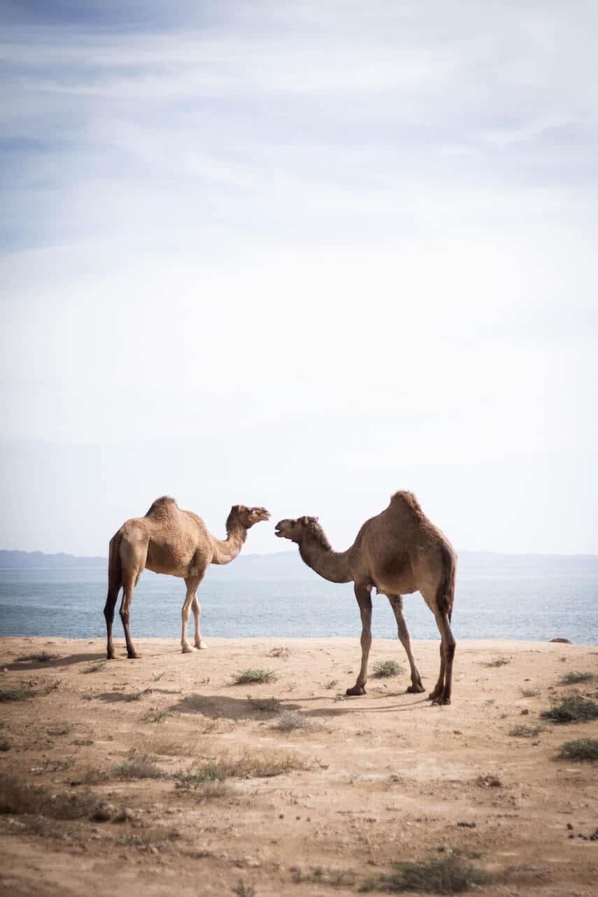 Two camels standing side by side on brown earth with the ocean in the background