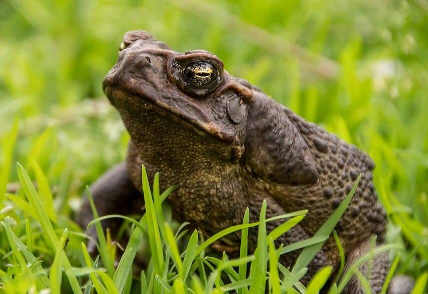 Close up of a cane toad on lush green grass