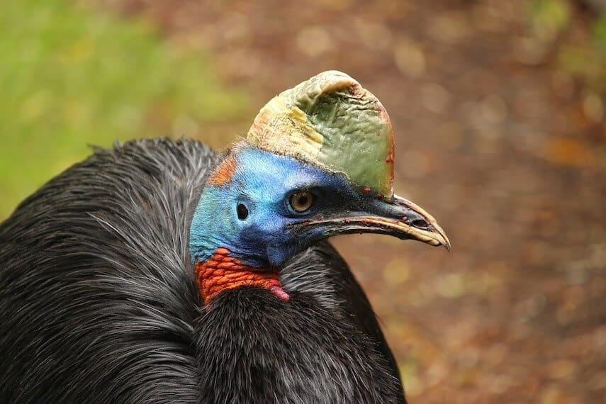 Close up of a Cassoward bird with blue head, beige crown, red band around the enck and dark black feathers all over its body