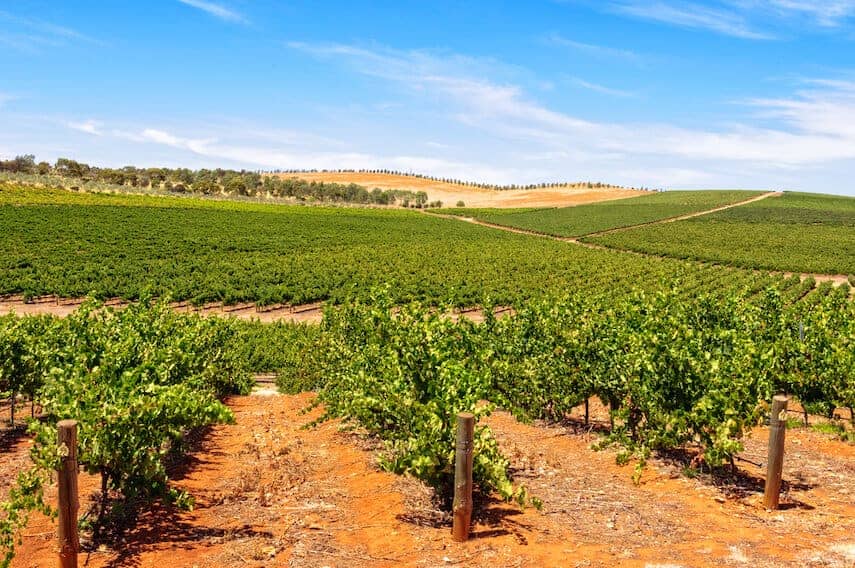 Vines in the red earth of the Clare Valley with green fields behind under a light blue sky
