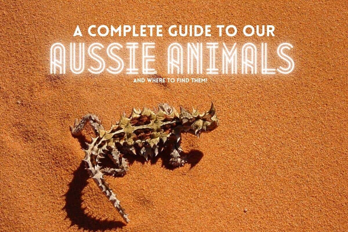 Complete Guide to Native Australian Animals header image of a thorny dragon on orange sand with text overlay stating 'A complete guide to Aussie Animals (and where to find them)'