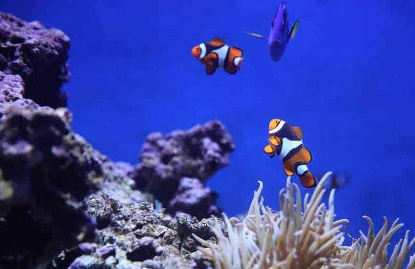Clown Fish swimming next to Coral in deep blue water