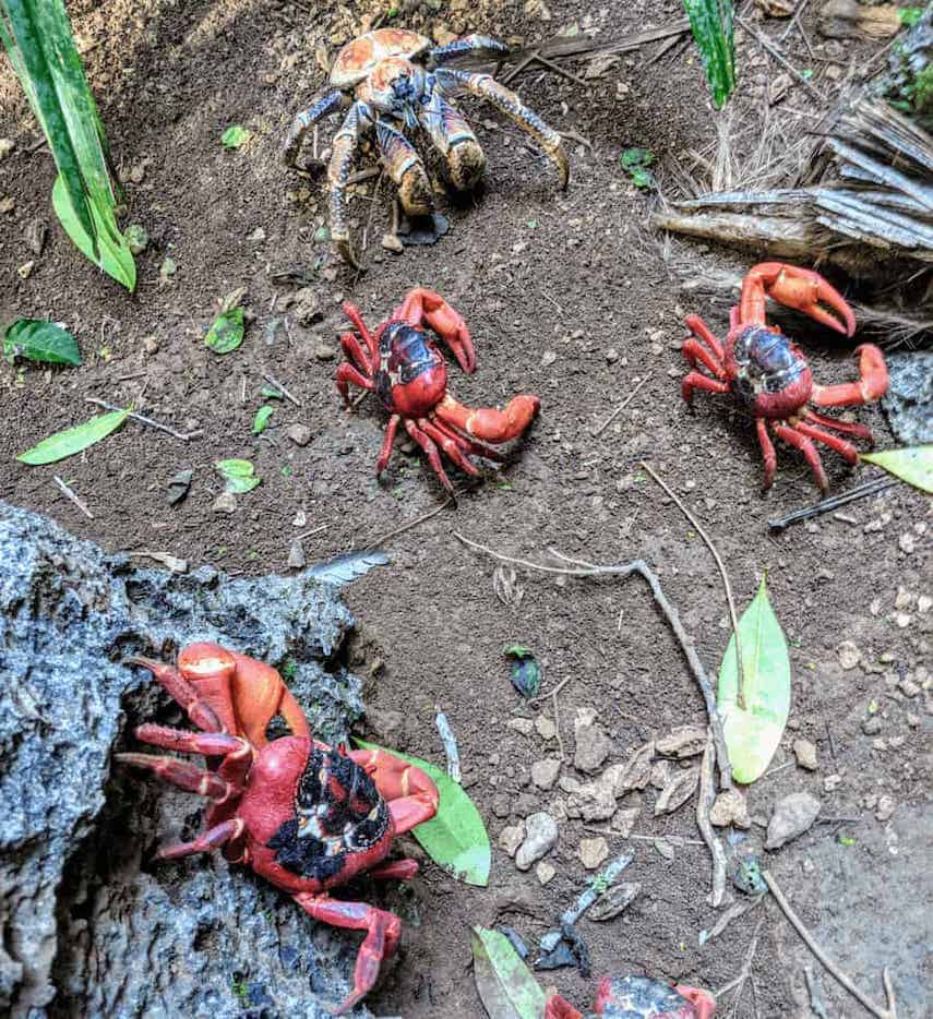 3 Red Crabs and a Robber Crab on the Boulder Track