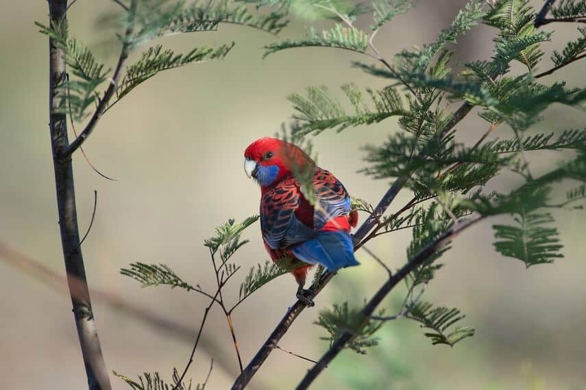Crimson Rosella red and blue bird perched on a branch