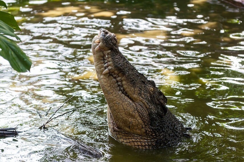 Crocodile head and neck above the water