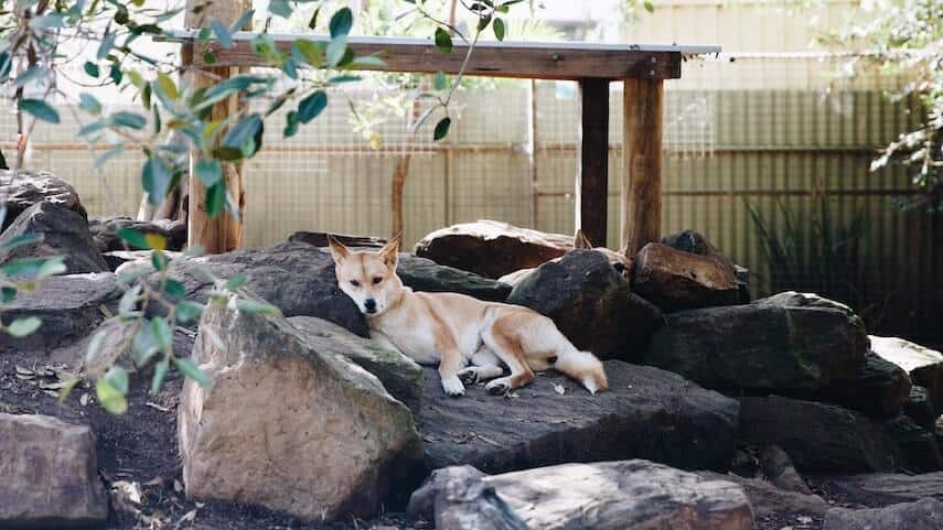 Dingo lounging on a rock in a zoo