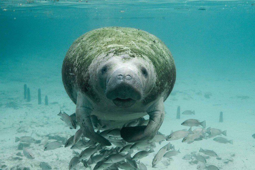 Manatee covered in moss swimming above lots of fish in light blue shallow waters