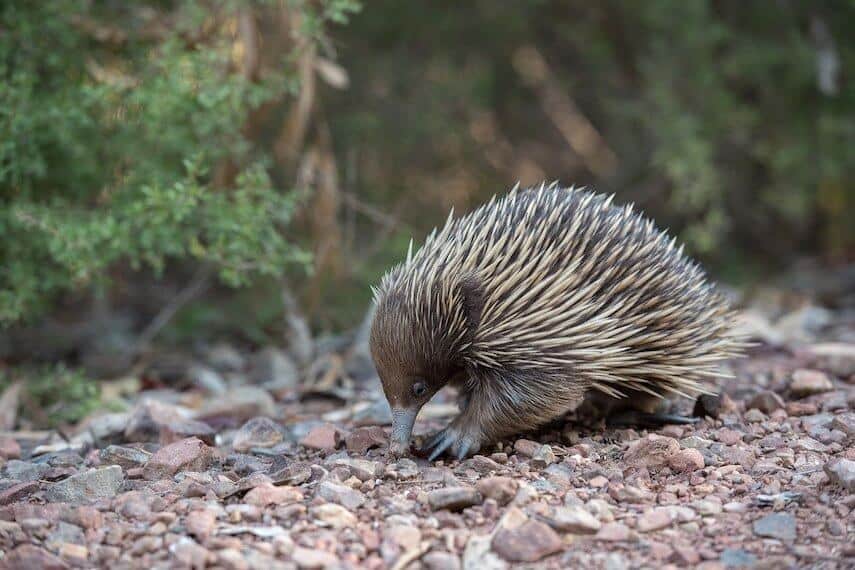 Spiky echidna on the forest floor