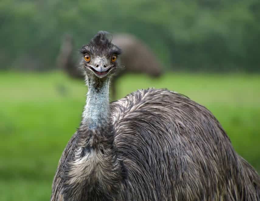 Emu in focus facing the camera