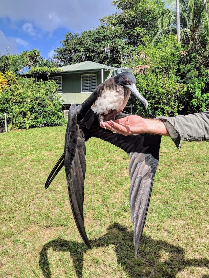 Erica the Frigatebird sitting on a park rangers arm, wings held relaxed either side