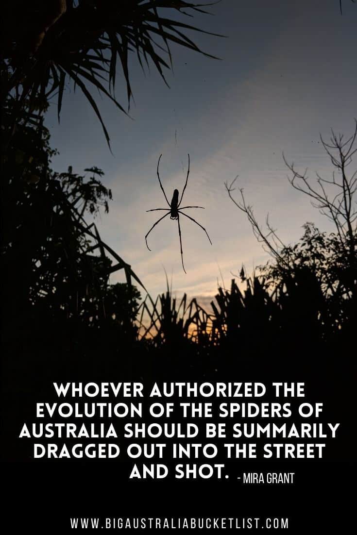 Spider Season in Australia. Two Words I Never in my Life Thought