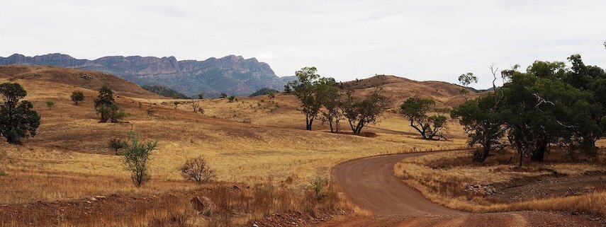 Faded yellow, dry landscape of Flinders Ranges with a dirt road curving around the shot with 3 dead trees on the side of the road