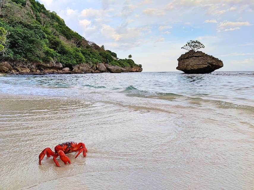 Flying Fish Cove beach with a single red crab standing in the foreground in front of the large rock standing in the shallow water