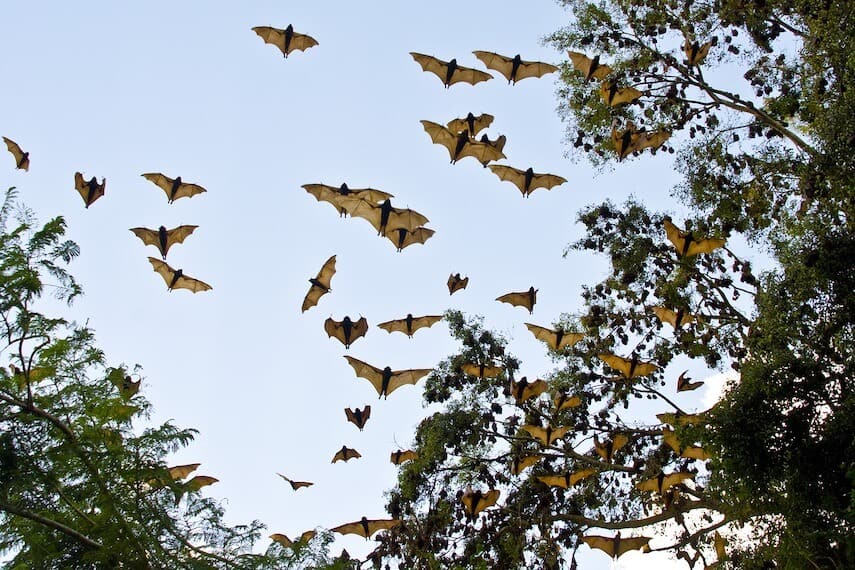 Fruit bats flying above the treetops at dusk