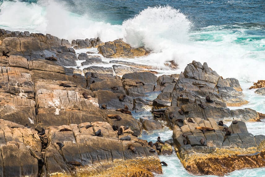 Fur seas loungin on the rocks next to the ocean on Kangaroo Island