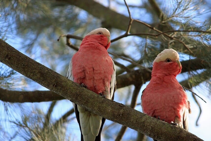 Two pink chested Galahs perched in a tree