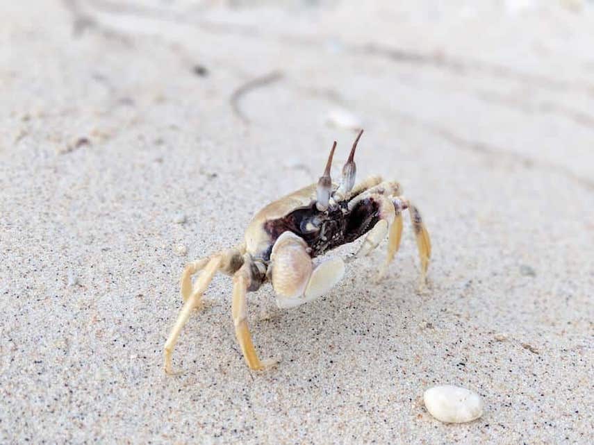 Ghost Crab on Pirate Beach, Christmas Island