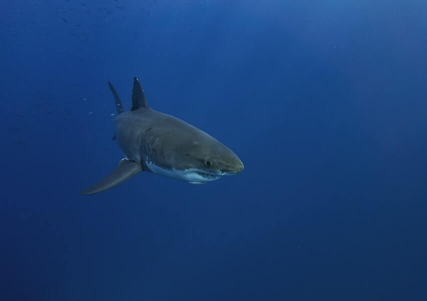 Great White Shark in the deep blue sea
