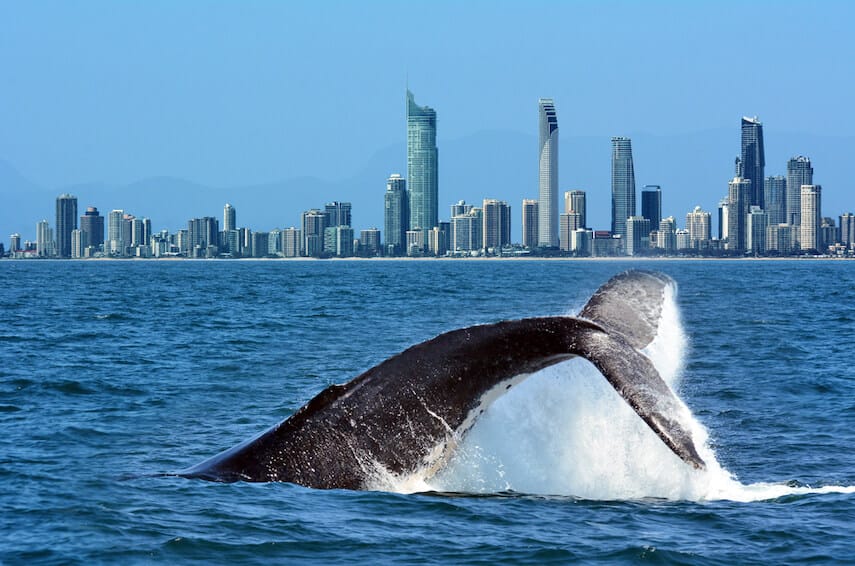 Humpback whale tail stick out of the ocean with skyscraper buildings in the distance in the background