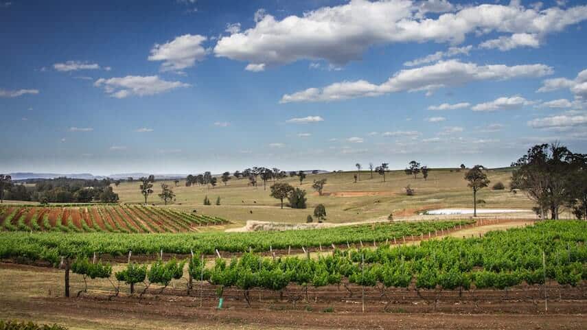 Aerial shot of a vineyard in the countryside in the Hunter Valley, NSW