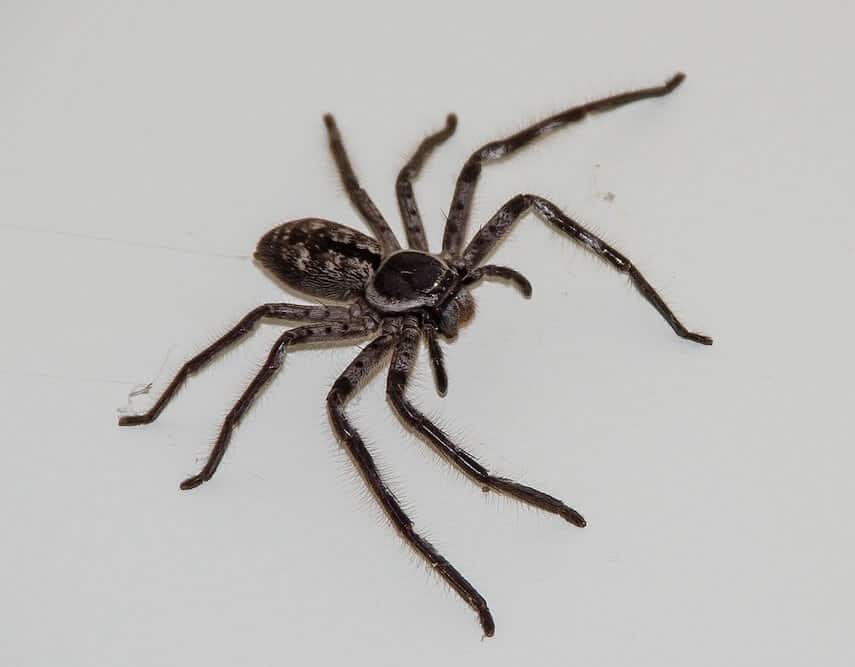 Huntsman Spider