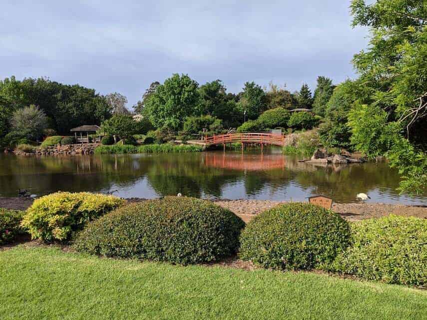 Japanese Garden in Toowoomba - pruned and shaped green trees around a lake with a red wooden bridge crossing it