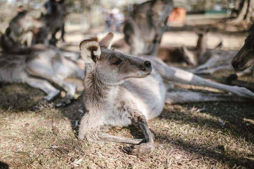 Kangaroo lounging under a tree