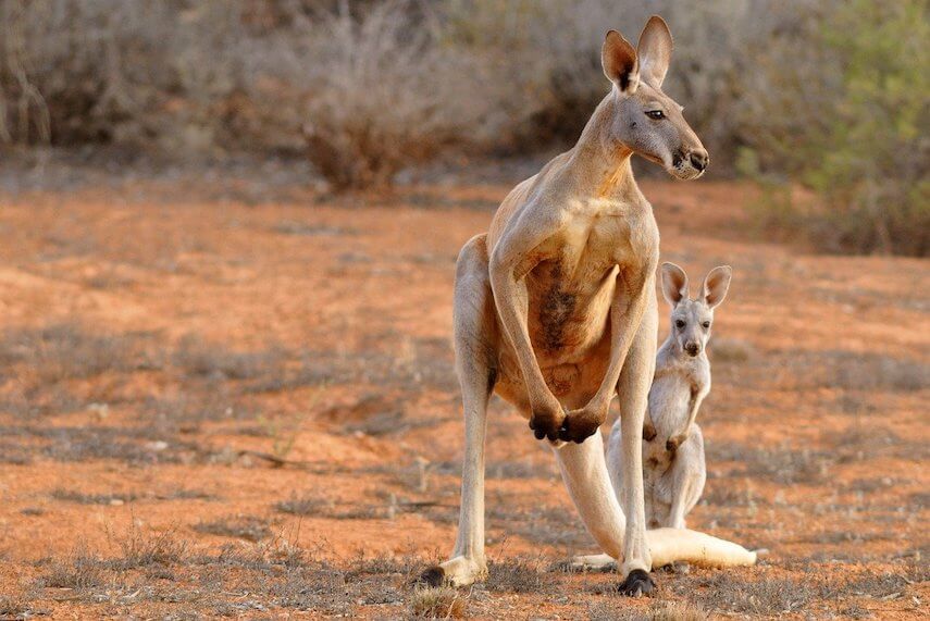 Big red kangaroo standing on its back legs on red earth with scrub behind him and a baby kangaroo behind his right leg