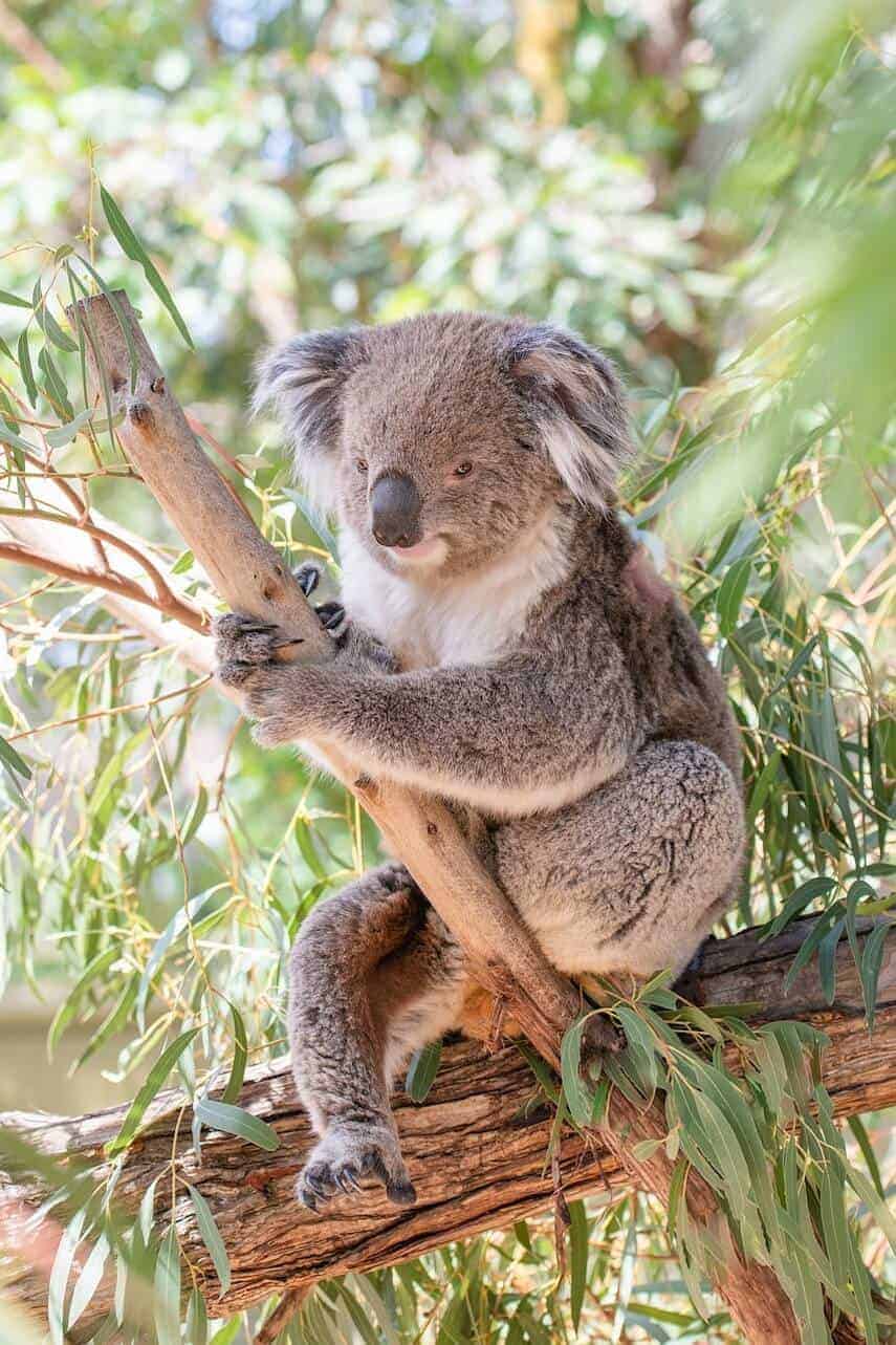 Koala sitting upright in a tree holding onto the branch in front of him