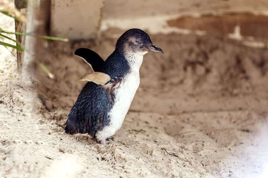 Little penguin with his arms stretched out on the sand under a wooden pier